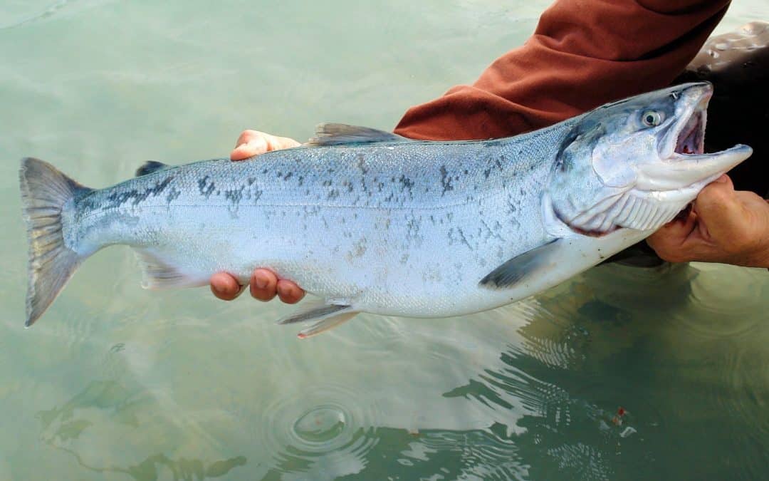 Salmon Fishing for Agents