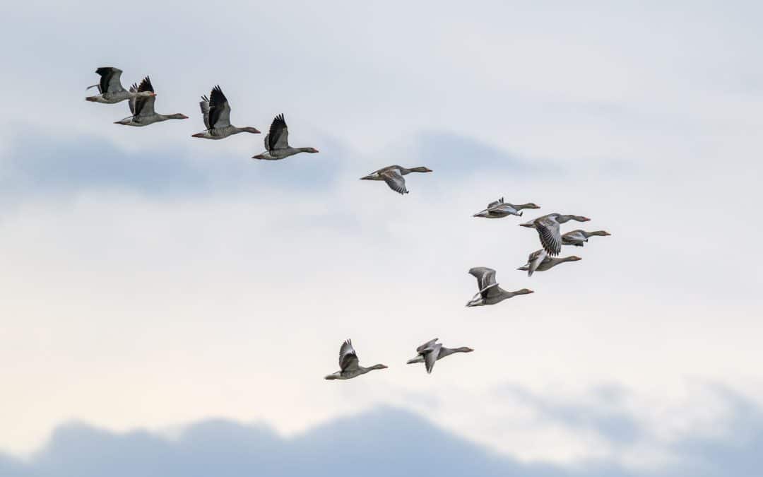 Capturing Small Offices and Teams