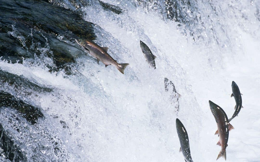 Why Struggling is a Great Predictor of Success